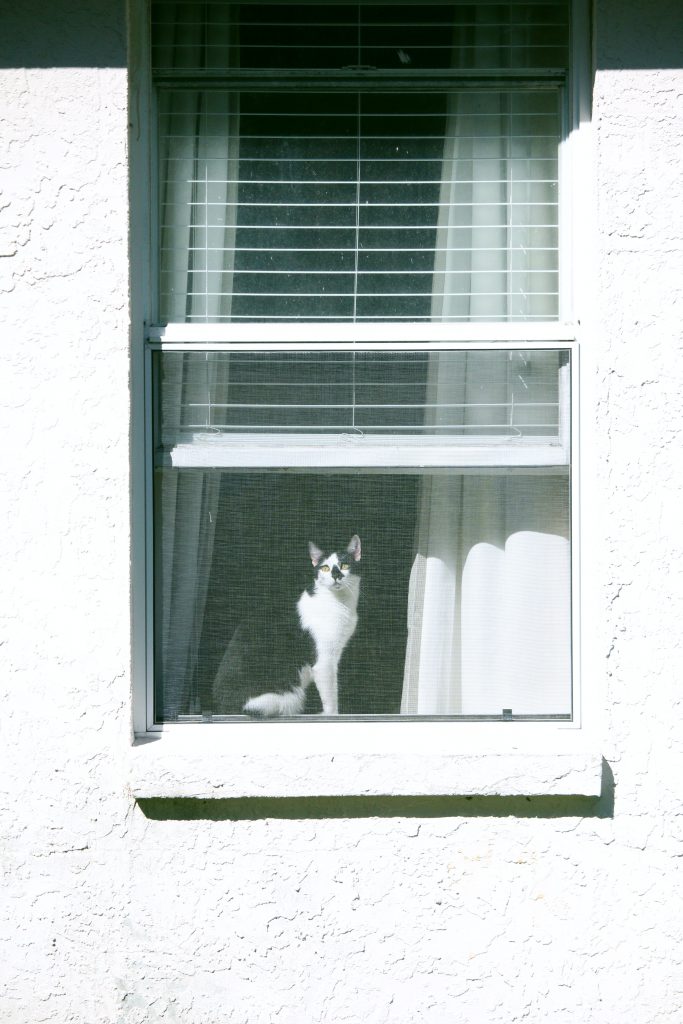 Kot siedzący na parapecie przy oknie, w którym zamontowana jest moskitiera