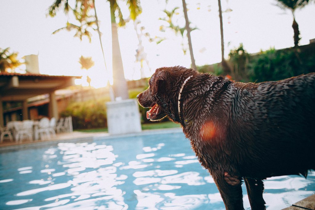 Brązowy, mokry, duży pies nad basenem